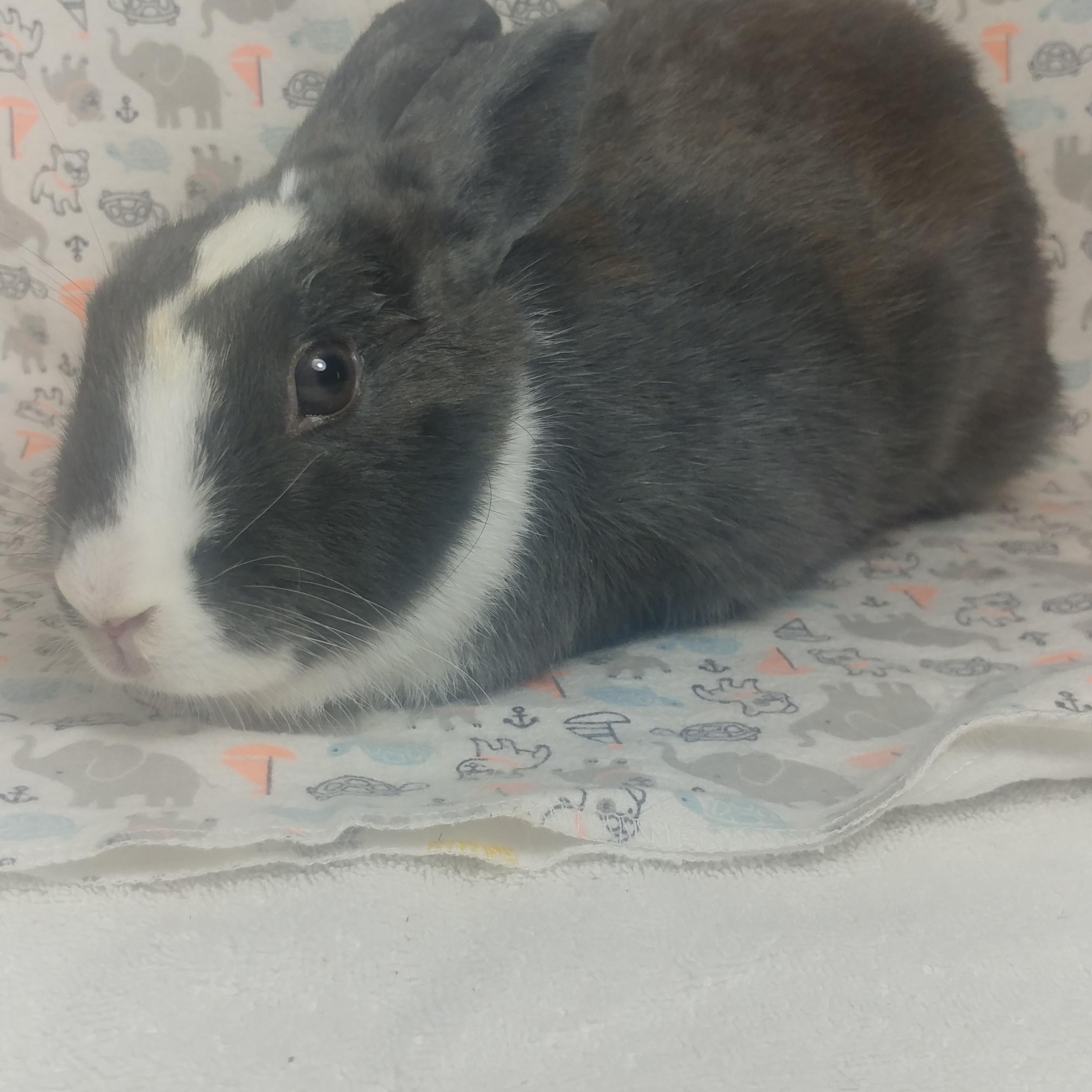 Pebbles, Adopted, Adult Female Dutch.