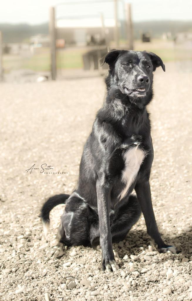 Enlarge Chloe, a Adoptable Labrador Retriever in Hot Springs, SD image 1/2