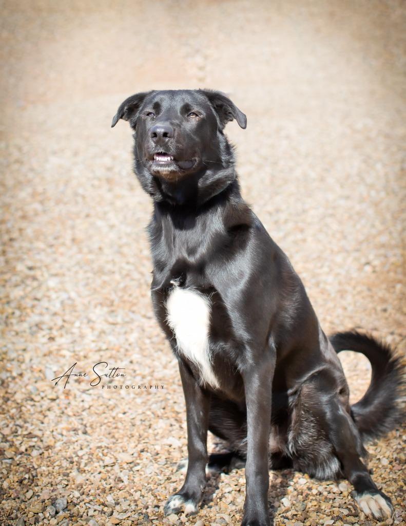 Enlarge Chloe, a Adoptable Labrador Retriever in Hot Springs, SD image 2/2