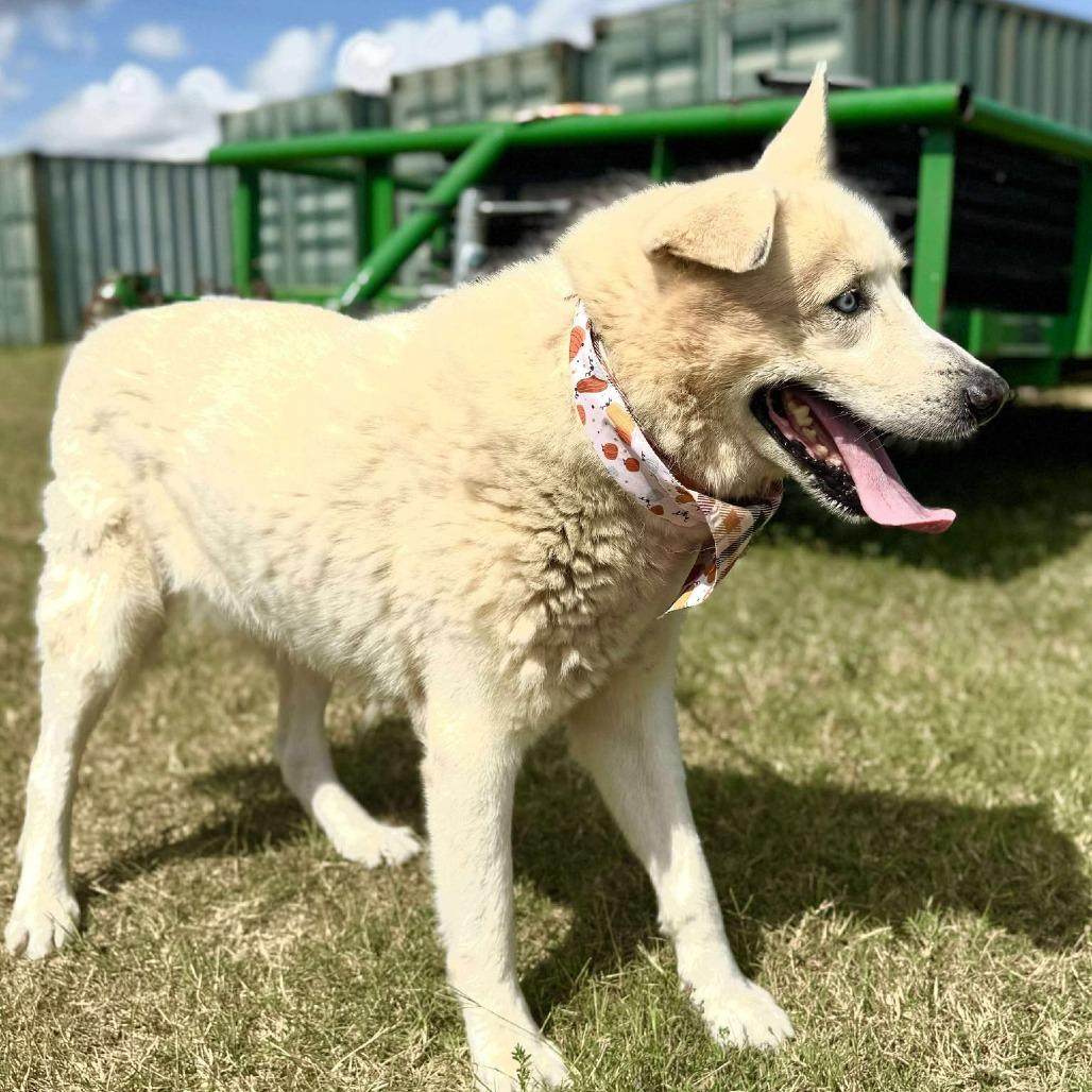 Nevada, Adoptable, Senior Male Husky & Mixed Breed.