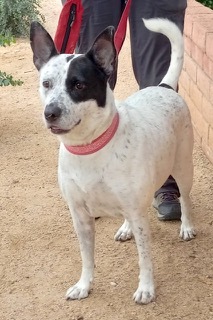Aires, a Adoptable mixed breed in Green Valley, AZ image 1/6