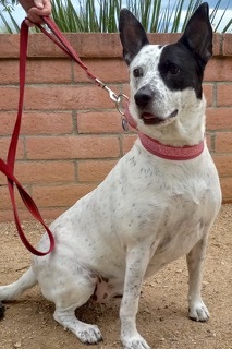 Aires, a Adoptable mixed breed in Green Valley, AZ image 2/6