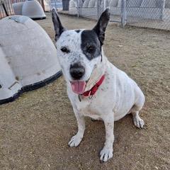 Aires, a Adoptable mixed breed in Green Valley, AZ image 3/6