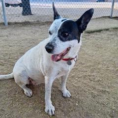 Aires, a Adoptable mixed breed in Green Valley, AZ image 4/6