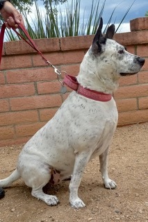 Aires, a Adoptable mixed breed in Green Valley, AZ image 5/6