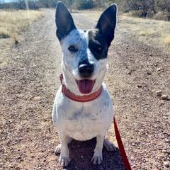 Aires, a Adoptable mixed breed in Green Valley, AZ image 6/6