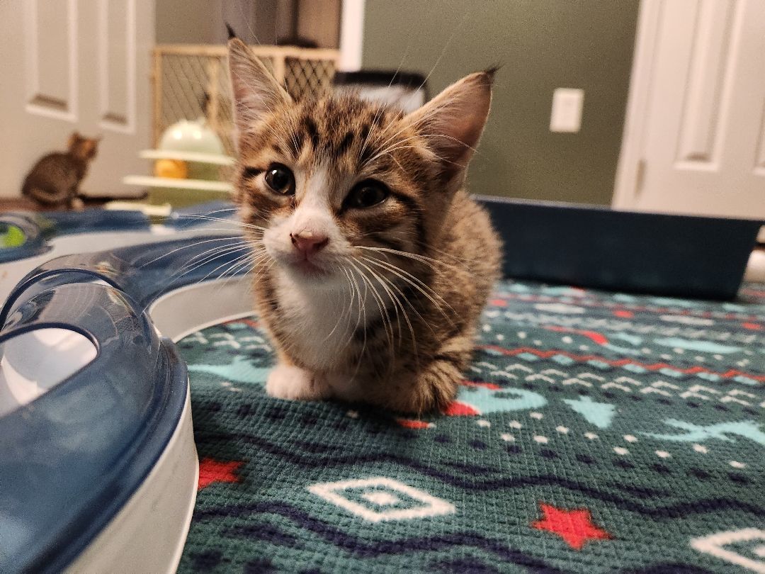 Eminem, Adopted, Kitten Male Domestic Short Hair & Bengal.