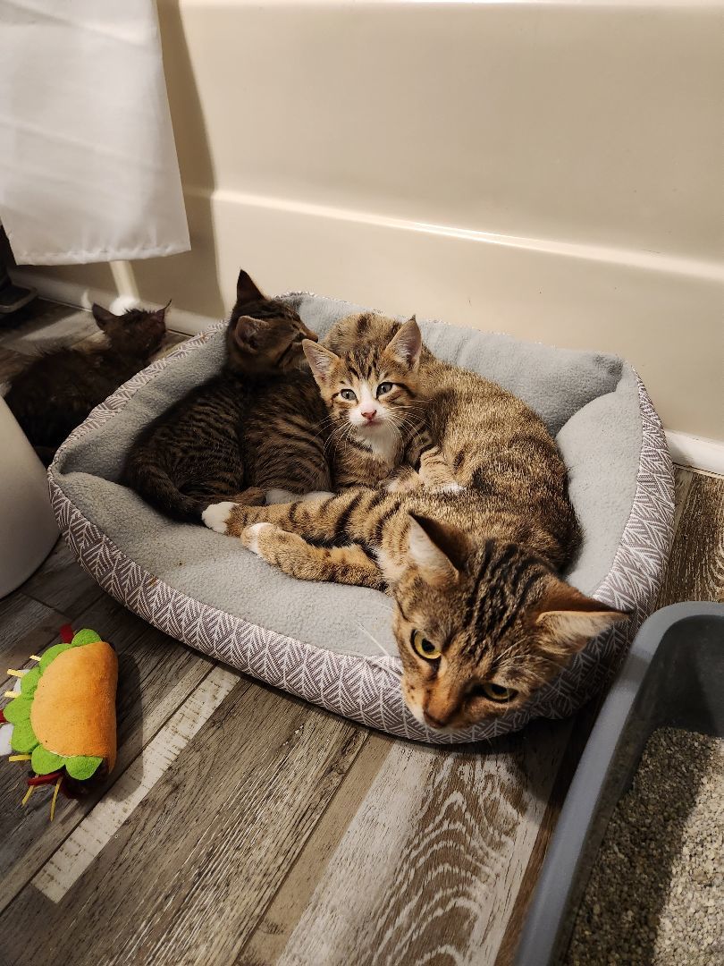 Enlarge Eminem, a Adopted mixed breed in monroe, NC image 2/2