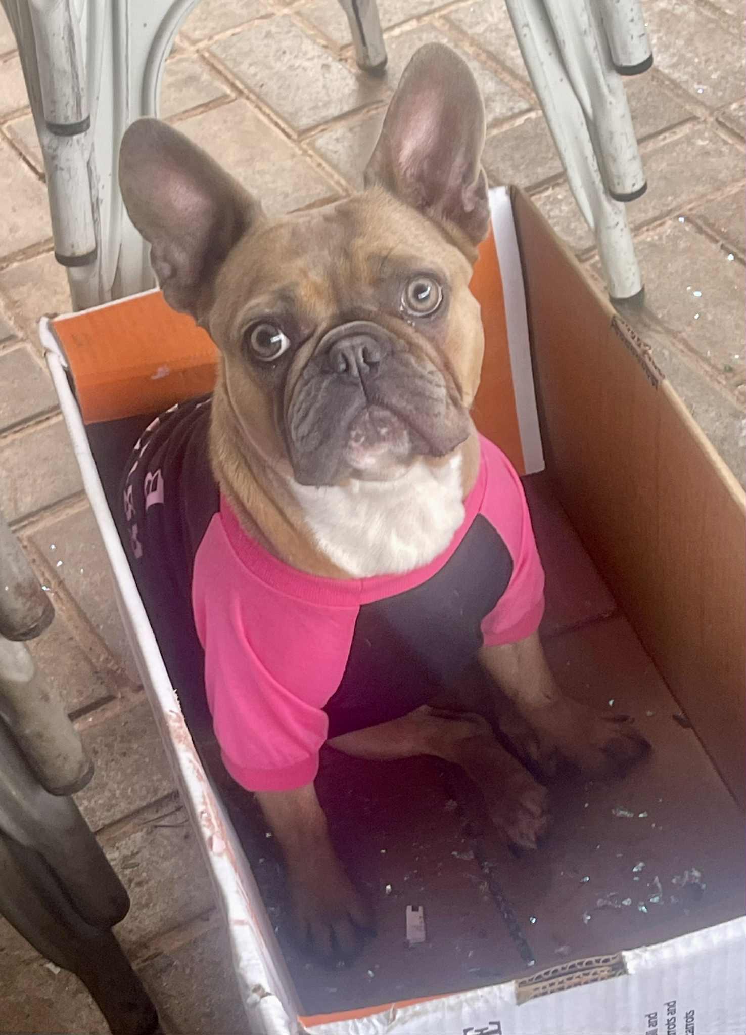 Enlarge Bebe, a Adoptable French Bulldog in Escondido, CA image 2/3