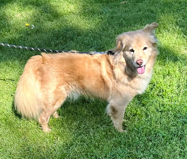 Bailey Boy, a ADOPTABLE mixed breed in Los Angeles, CA image 4/6