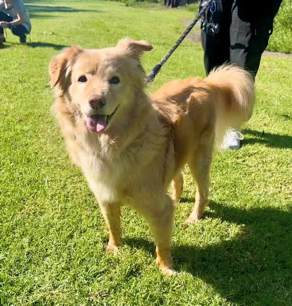 Bailey Boy, a ADOPTABLE mixed breed in Los Angeles, CA image 5/6