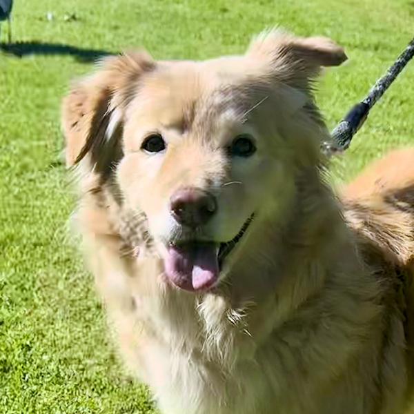 Bailey Boy, ADOPTABLE, Adult Male Golden Retriever.