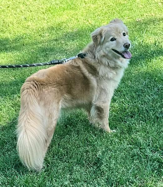 Bailey Boy, a ADOPTABLE mixed breed in Los Angeles, CA image 3/6