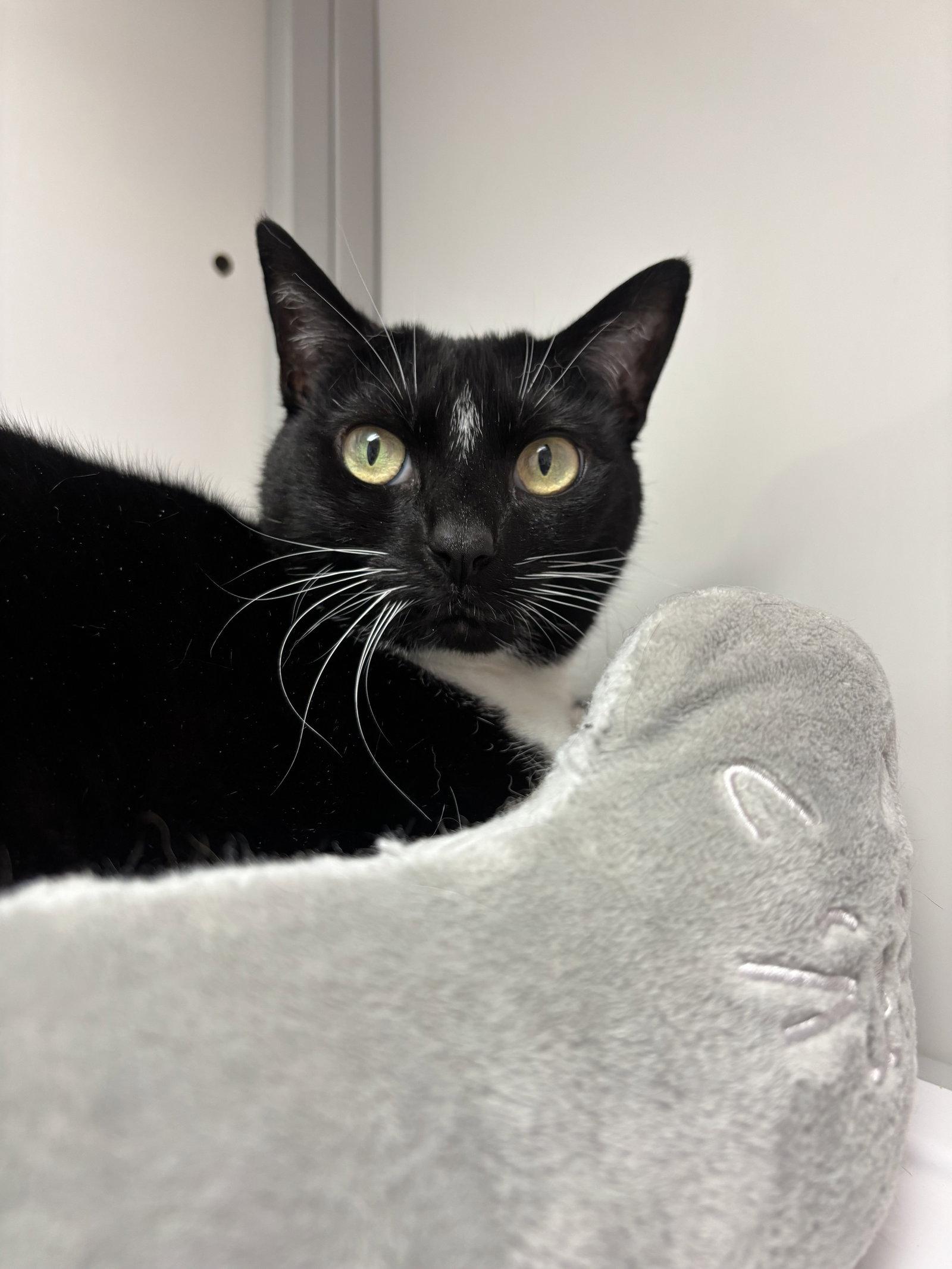 Pretty Girl, Adoptable, Young Female Domestic Short Hair.