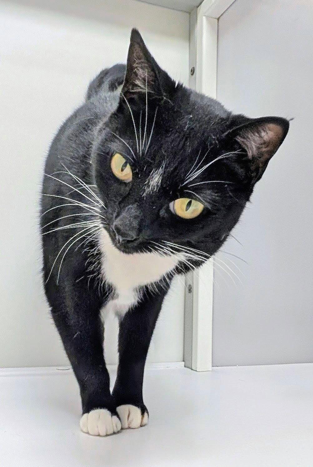 Enlarge Pretty Girl, a Adoptable Domestic Short Hair in Alexandria, VA image 2/3