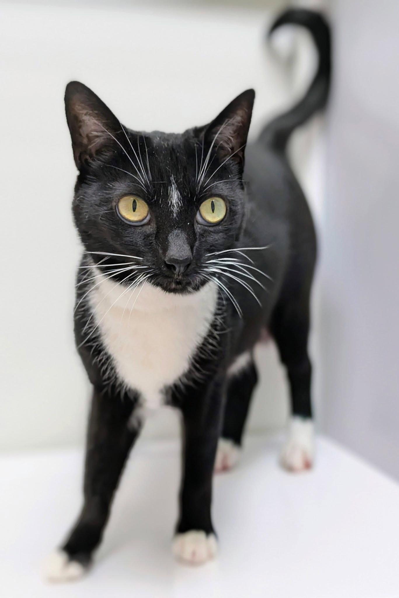 Enlarge Pretty Girl, a Adoptable Domestic Short Hair in Alexandria, VA image 3/3