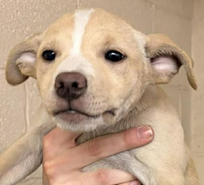 MABELINE, ADOPTABLE, Puppy Female Labrador Retriever & Terrier.