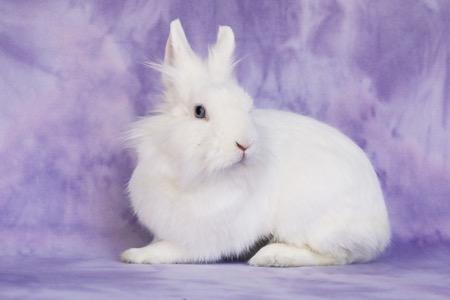 Enlarge Aubriella aka Linnea Celeste, a Adoptable Lionhead in Scotts Valley, CA image 1/2