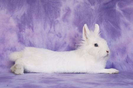 Enlarge Aubriella aka Linnea Celeste, a Adoptable Lionhead in Scotts Valley, CA image 2/2