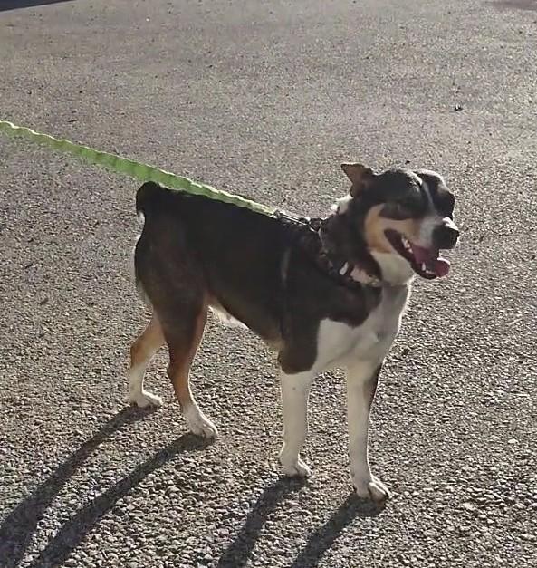 Olivia, Adopted, Young Female Australian Cattle Dog / Blue Heeler.