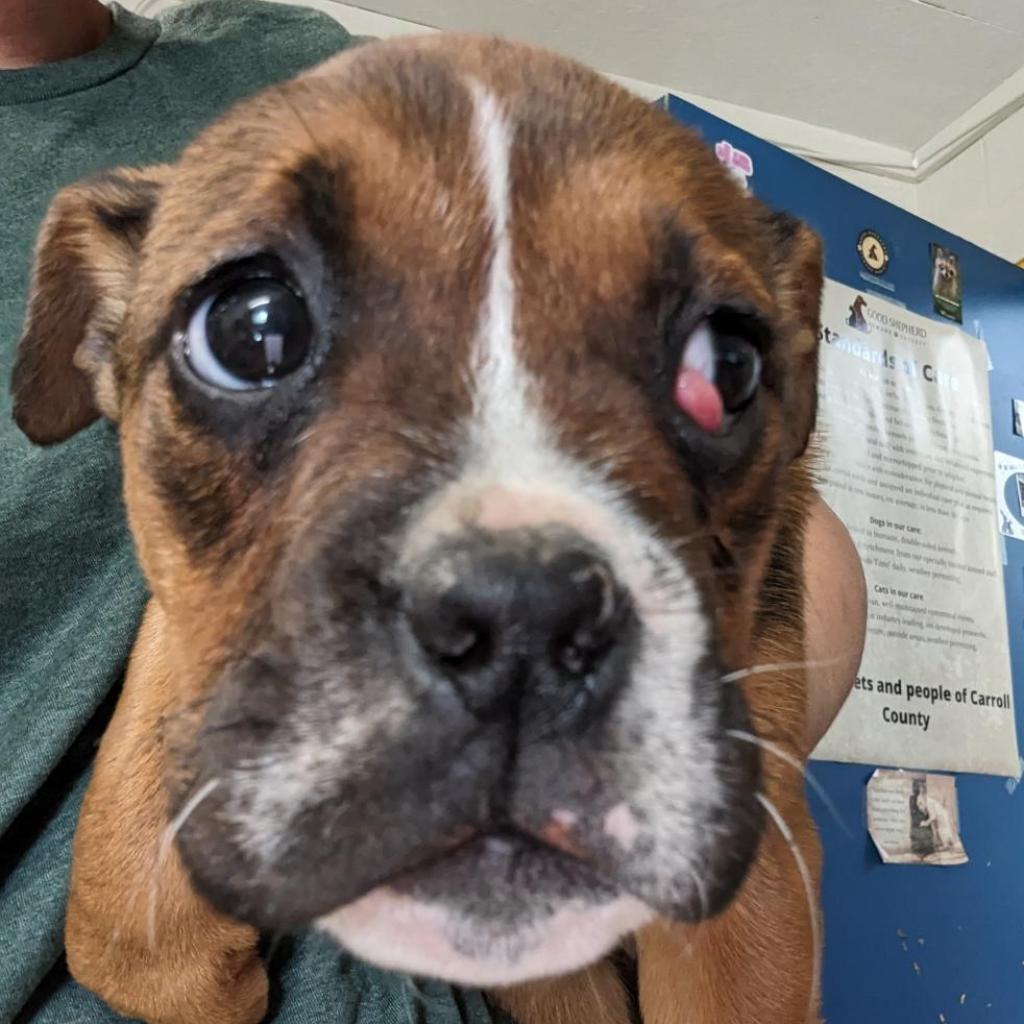 Cherry, Adoptable, Adult Female English Bulldog & Mixed Breed.