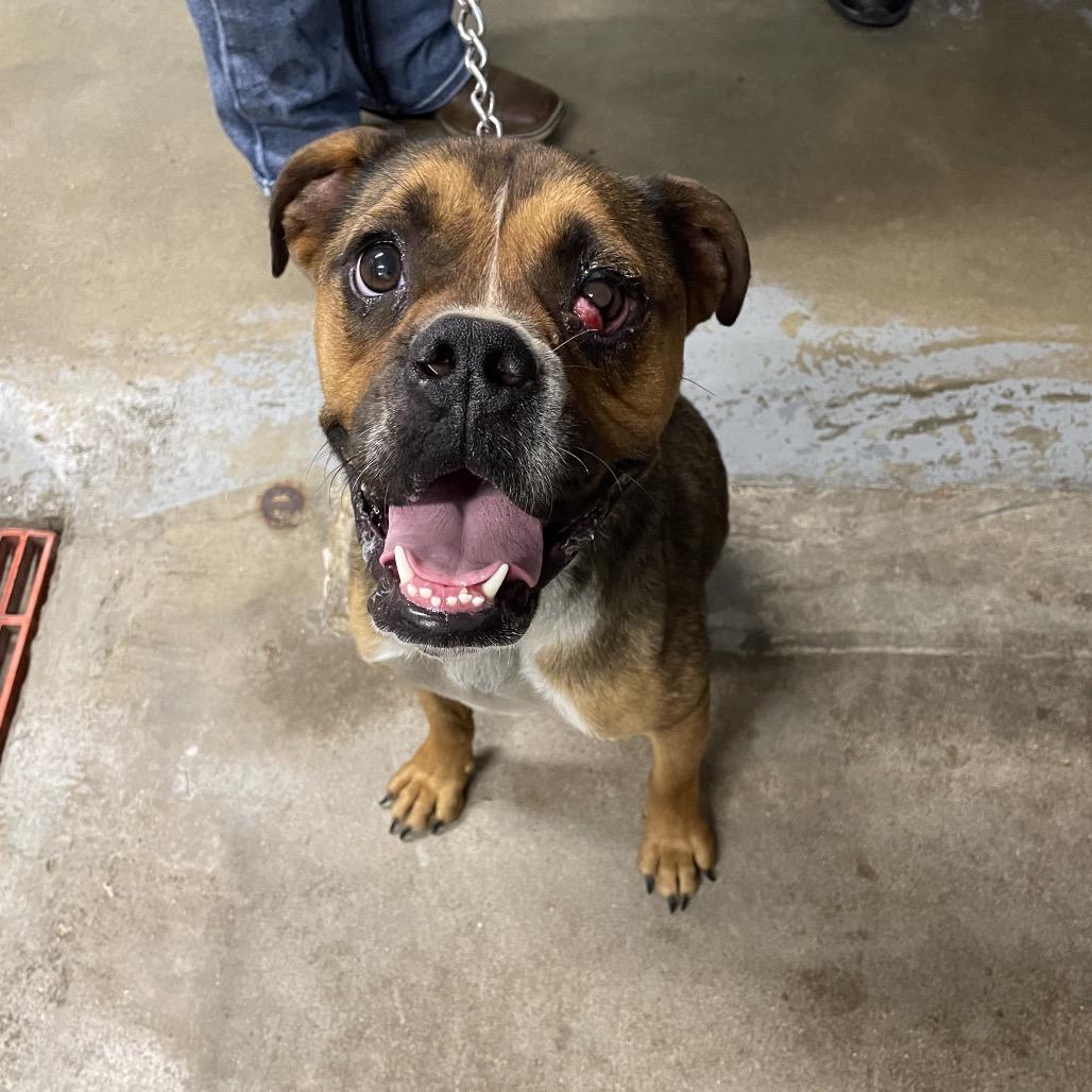 Enlarge Cherry, a Adoptable mixed breed in Eureka Springs, AR image 2/2