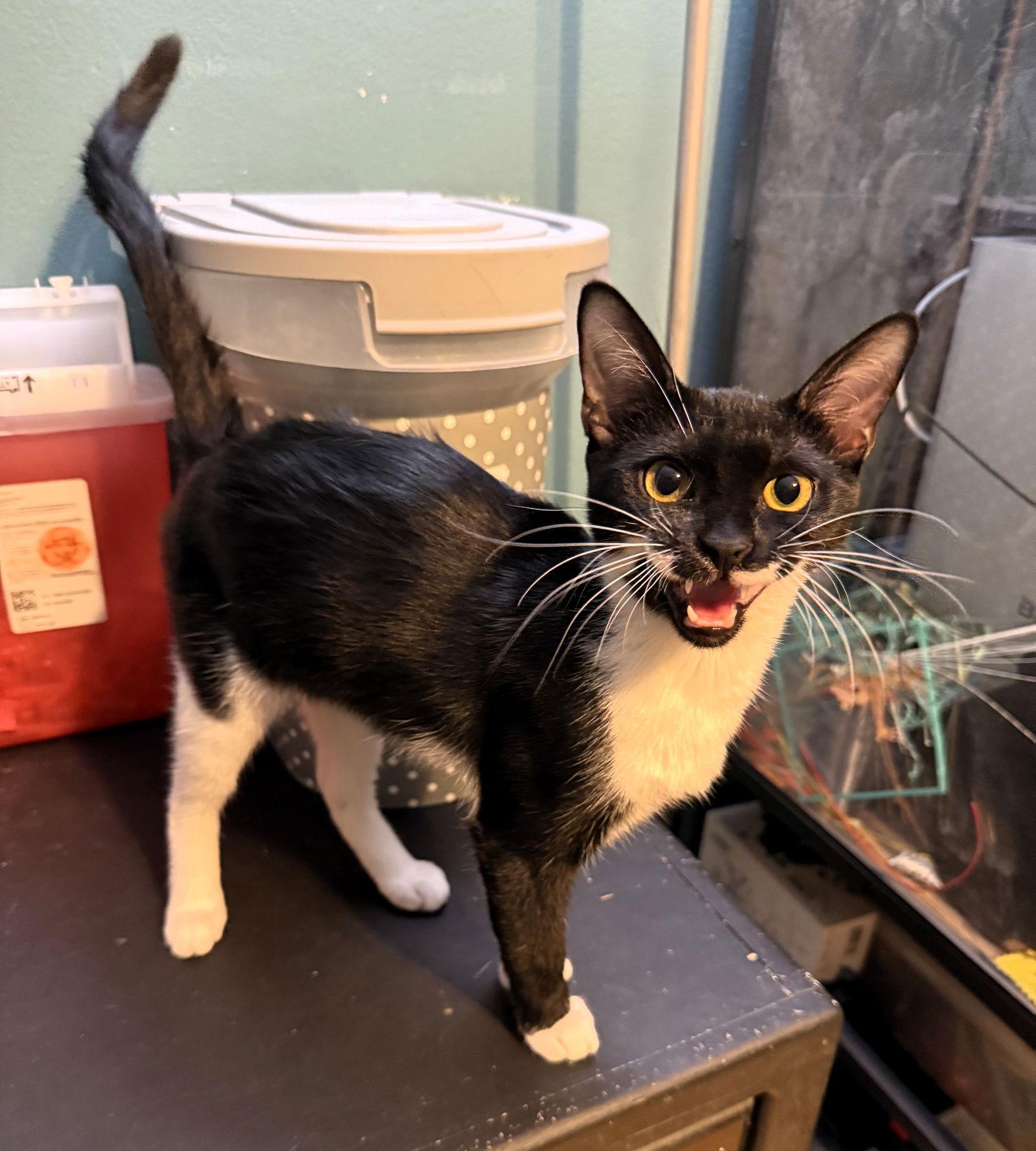 Mobi, Adoptable, Kitten Female Domestic Short Hair & Tuxedo.