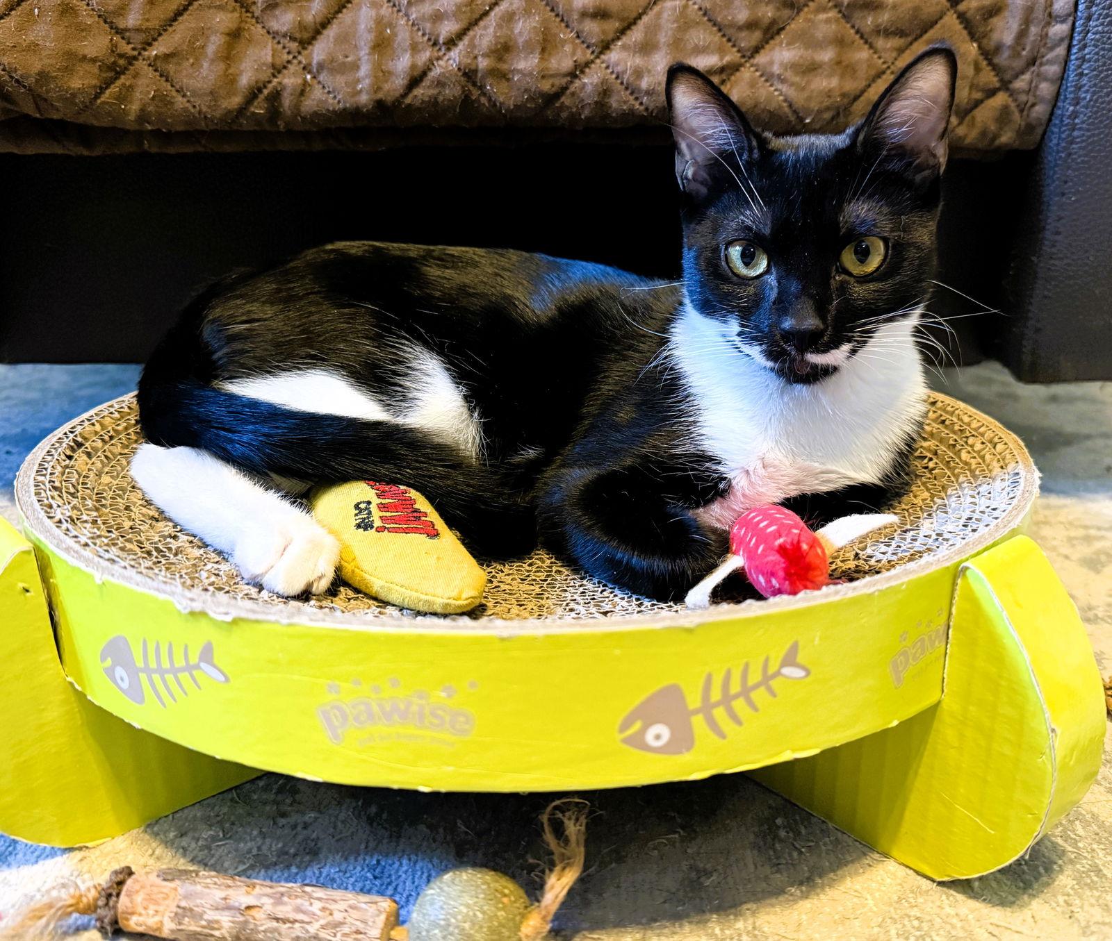 Enlarge Mobi, a Adoptable mixed breed in Lighthouse Point, FL image 2/3