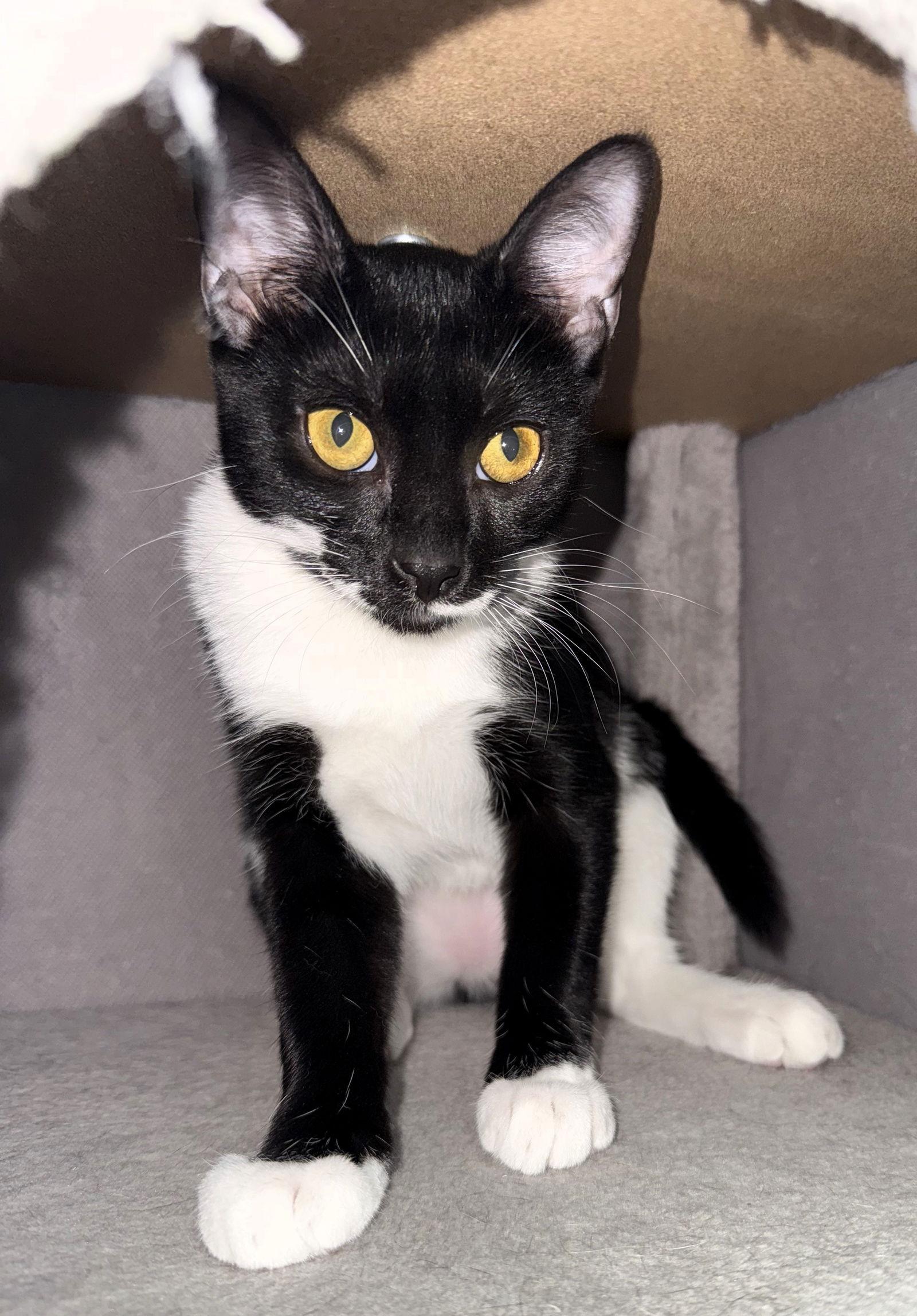 Enlarge Mobi, a Adoptable mixed breed in Lighthouse Point, FL image 3/3