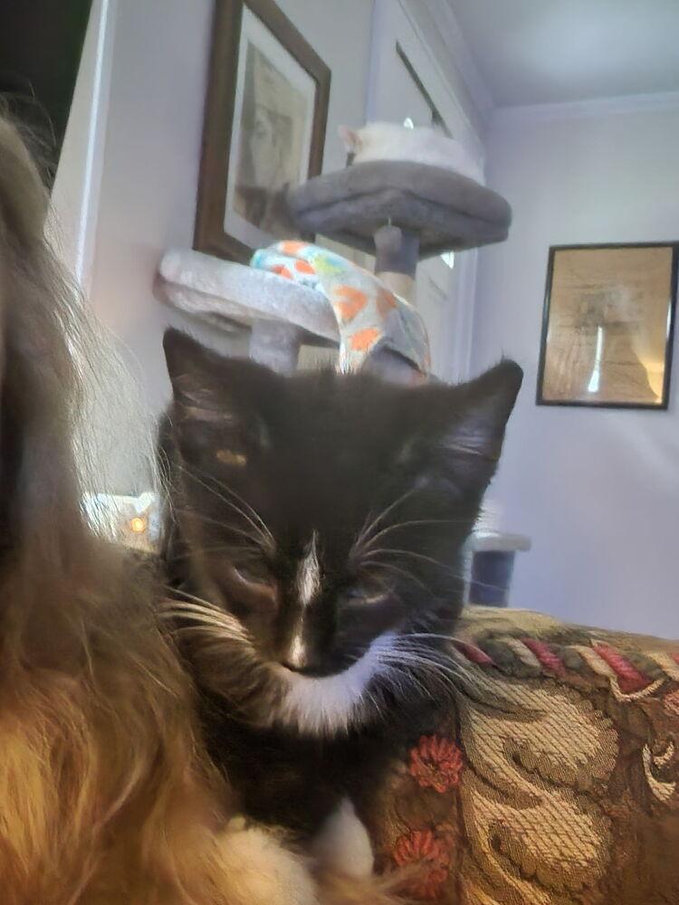 Spaghetti, Adoptable, Kitten Male Domestic Short Hair.