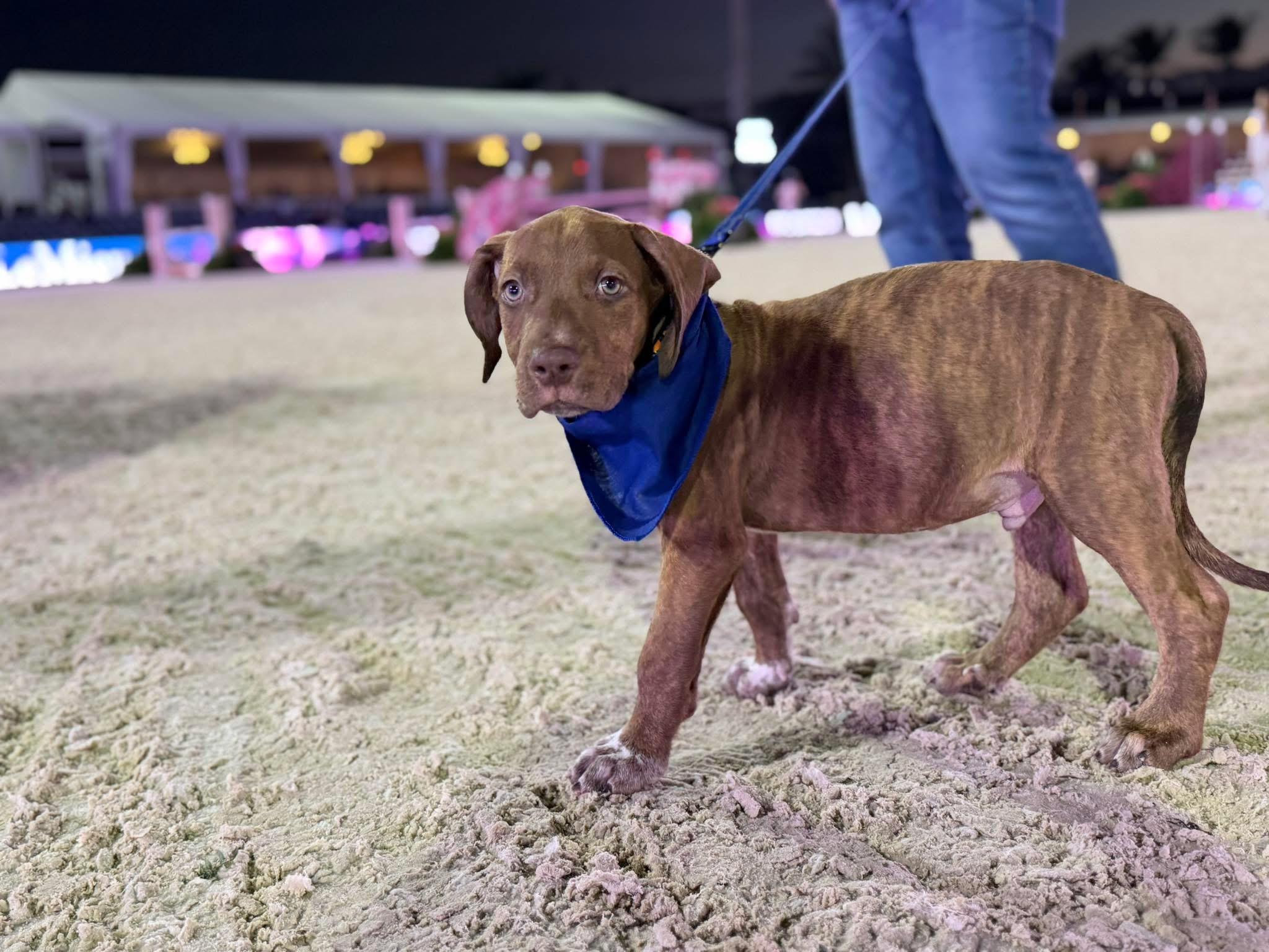 Enlarge Luce (loo-chee), a ADOPTABLE mixed breed in Palm springs, FL image 2/2