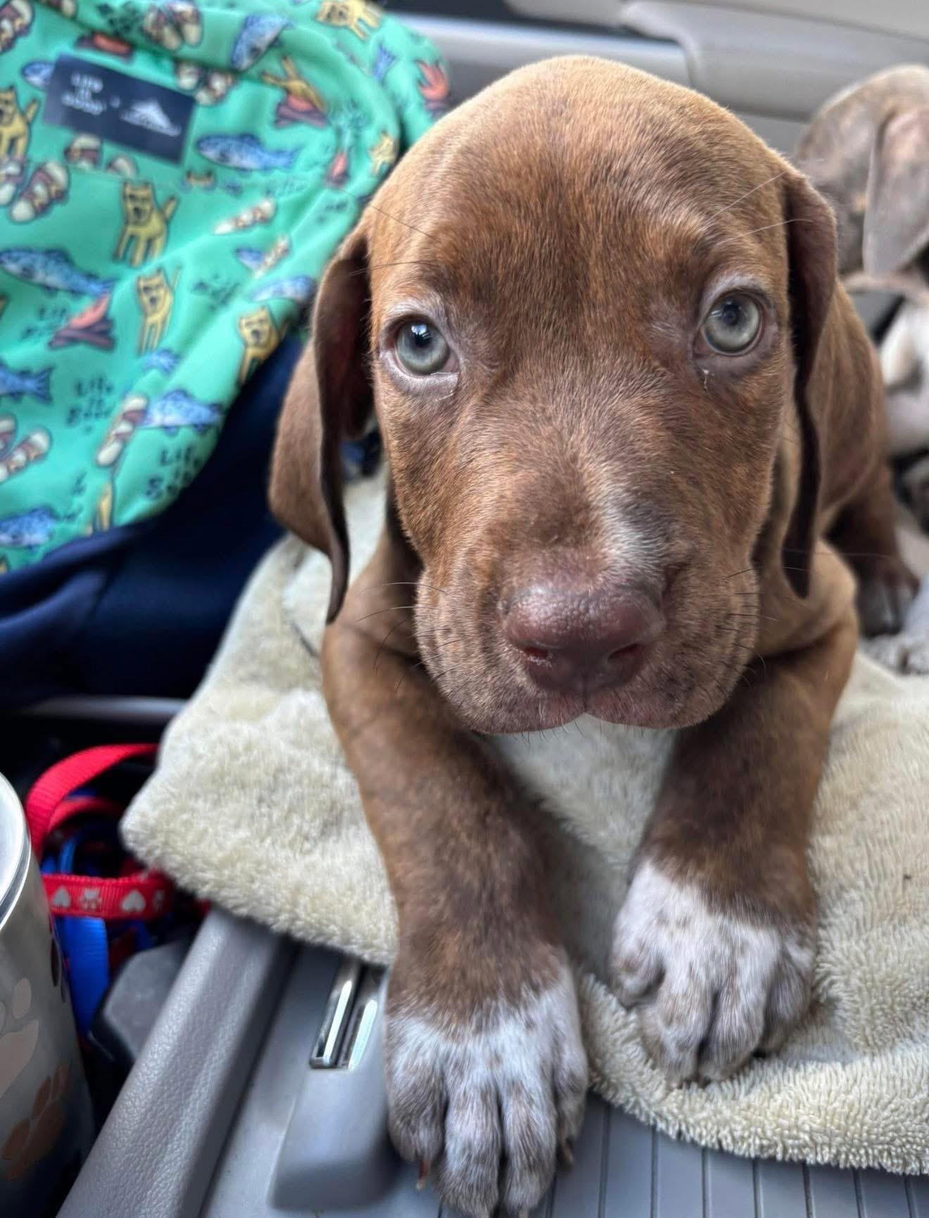 Luce (loo-chee), ADOPTABLE, Puppy Male Mastiff & Hound.