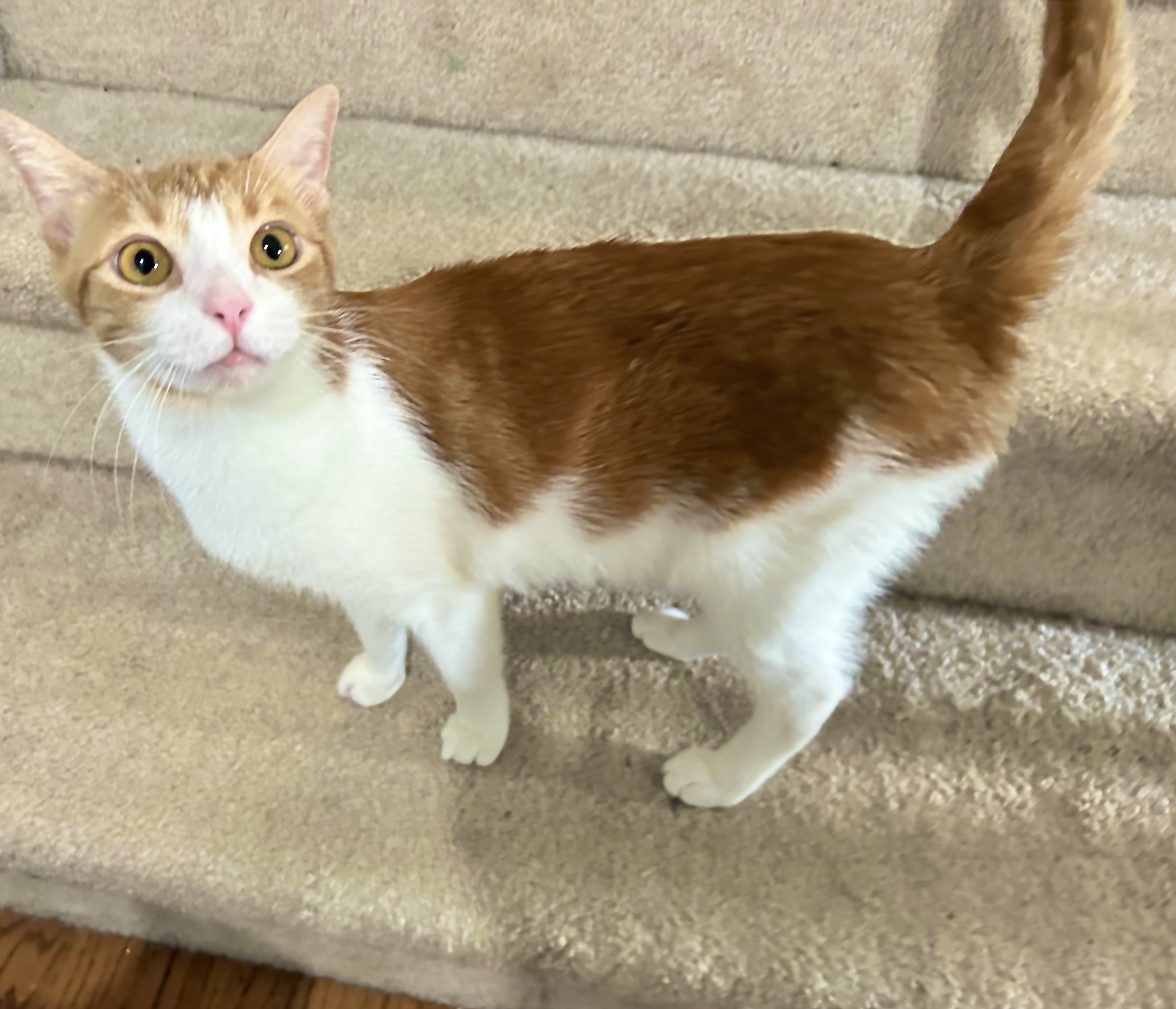 Cat for adoption Gingerbread, a Domestic Short Hair in Wheaton, IL