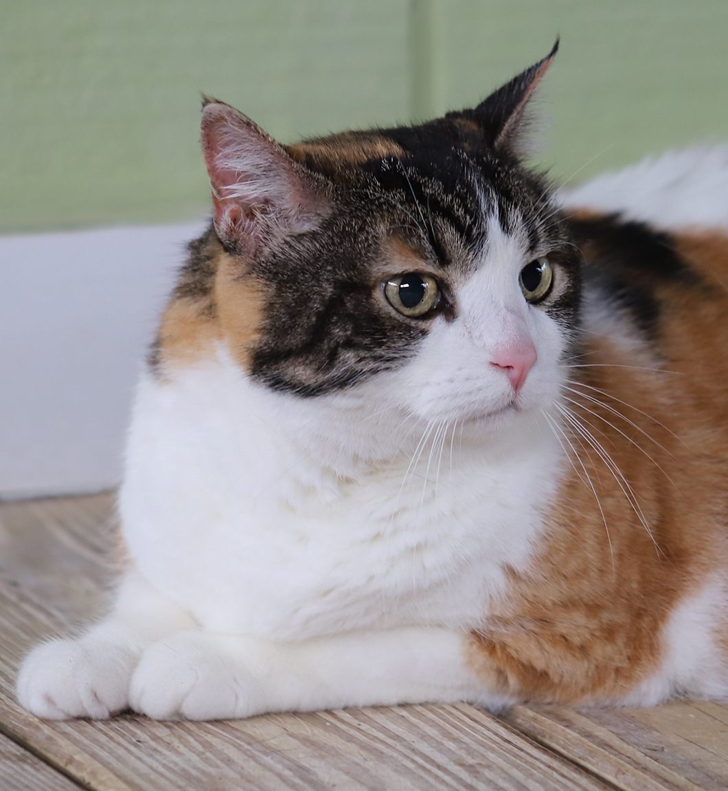 Bella - Fostered, Senior Female unknown
