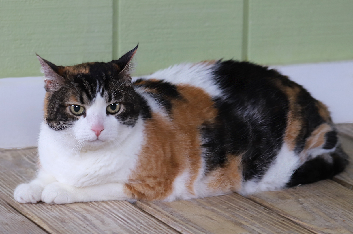 Enlarge Bella - Fostered, a Adoptable Domestic Short Hair in North Fort Myers, FL image 2/2