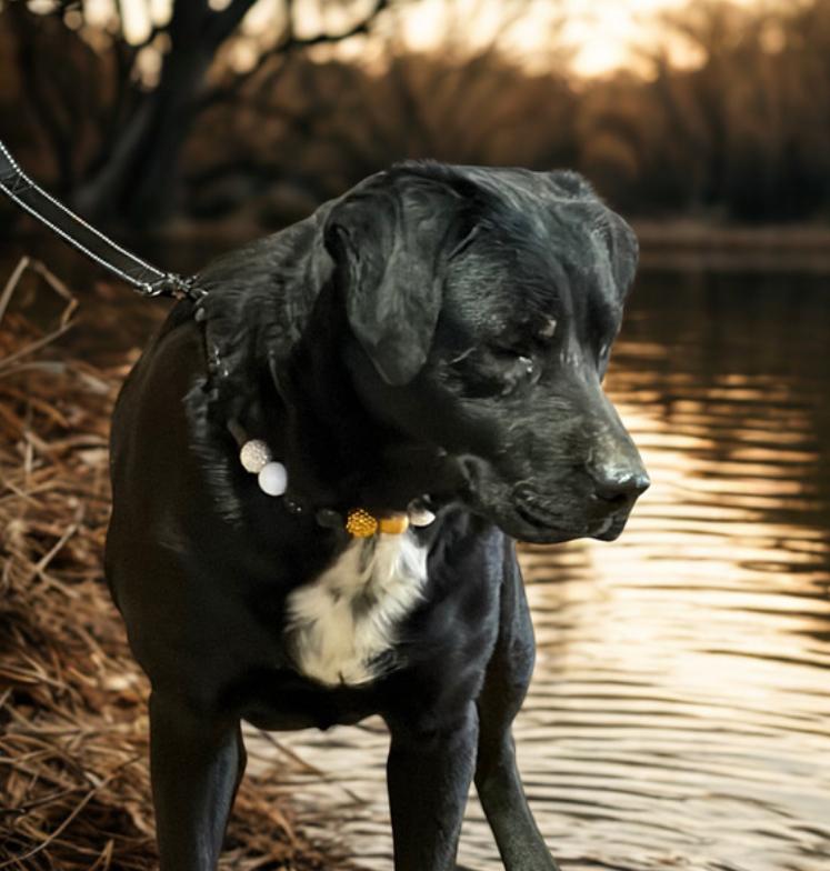 Noel , ADOPTABLE, Young Female Black Labrador Retriever.
