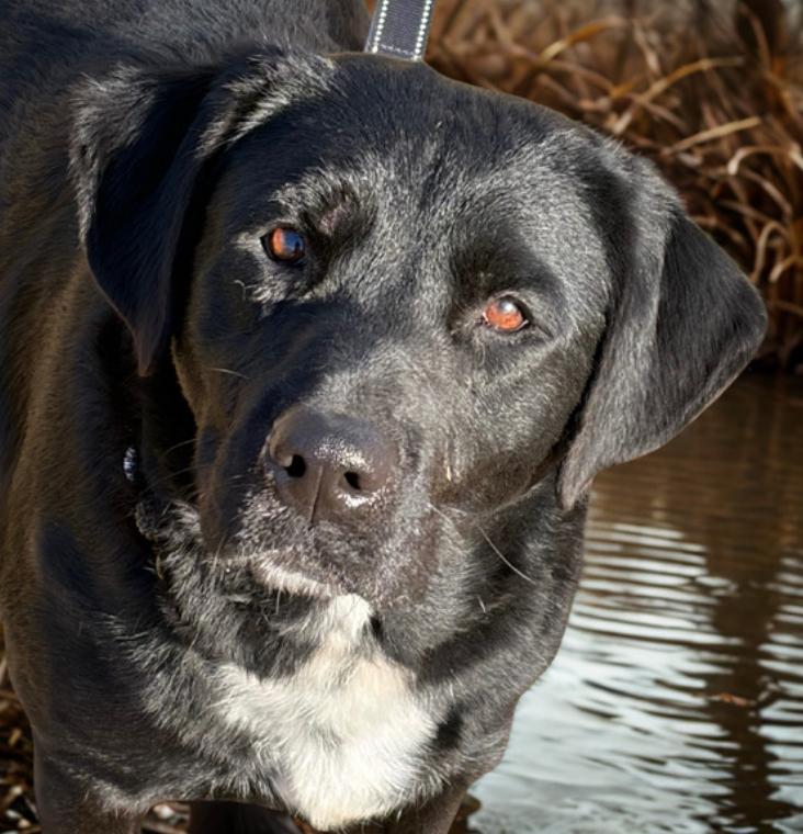 Enlarge Noel , a ADOPTABLE Black Labrador Retriever in Warrenton, VA image 2/4