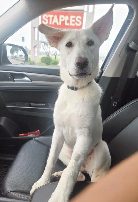 Enlarge Honeybee, a Adopted White German Shepherd in Chamblee, GA image 1/3