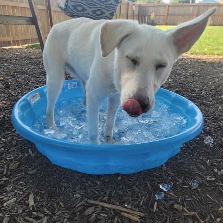 Enlarge Honeybee, a Adopted White German Shepherd in Chamblee, GA image 2/3
