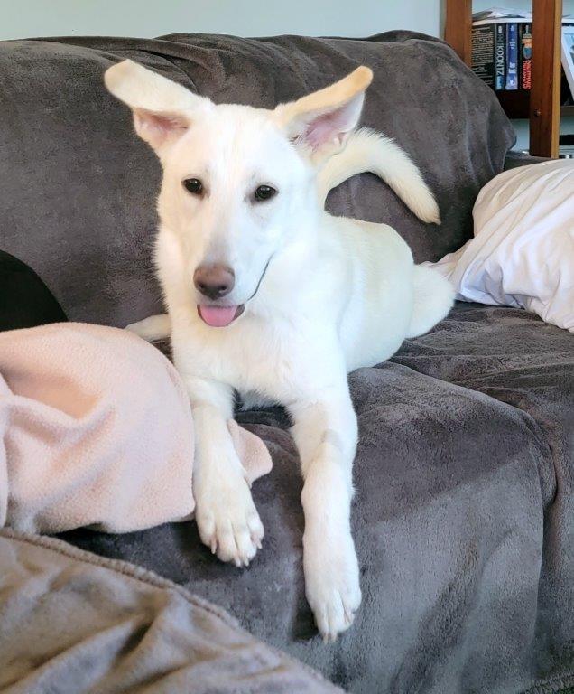 Enlarge Honeybee, a Adopted White German Shepherd in Chamblee, GA image 3/3