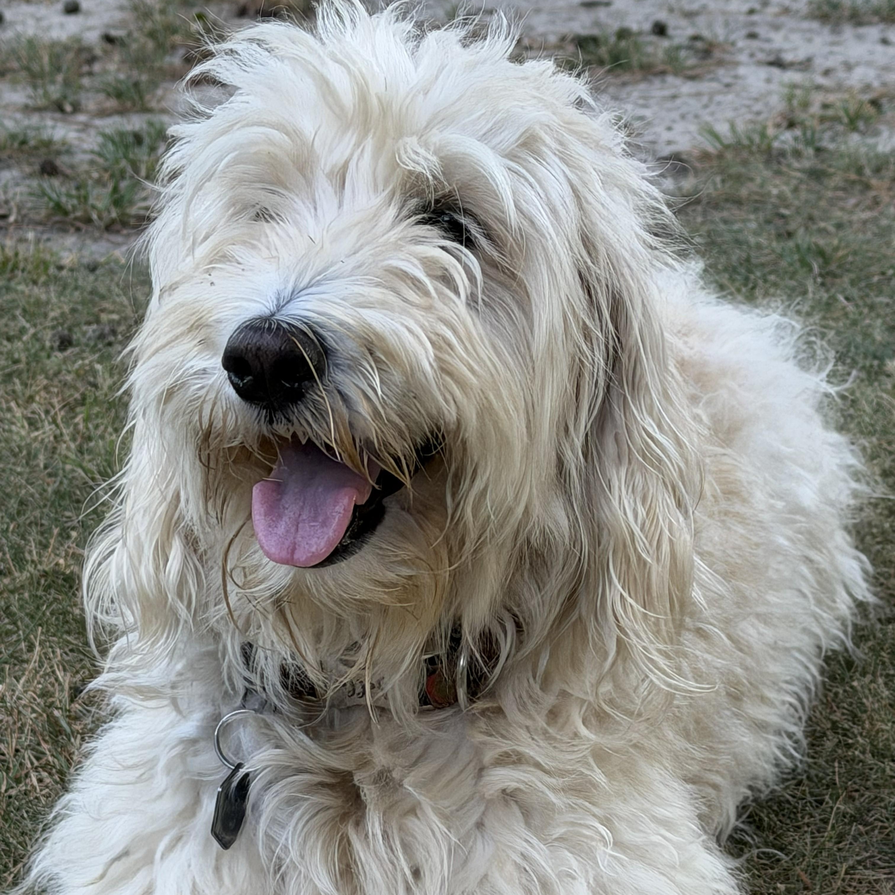 Enlarge POPPY-ARKANSAS, a Adoptable Goldendoodle in Magnolia, AR image 5/6