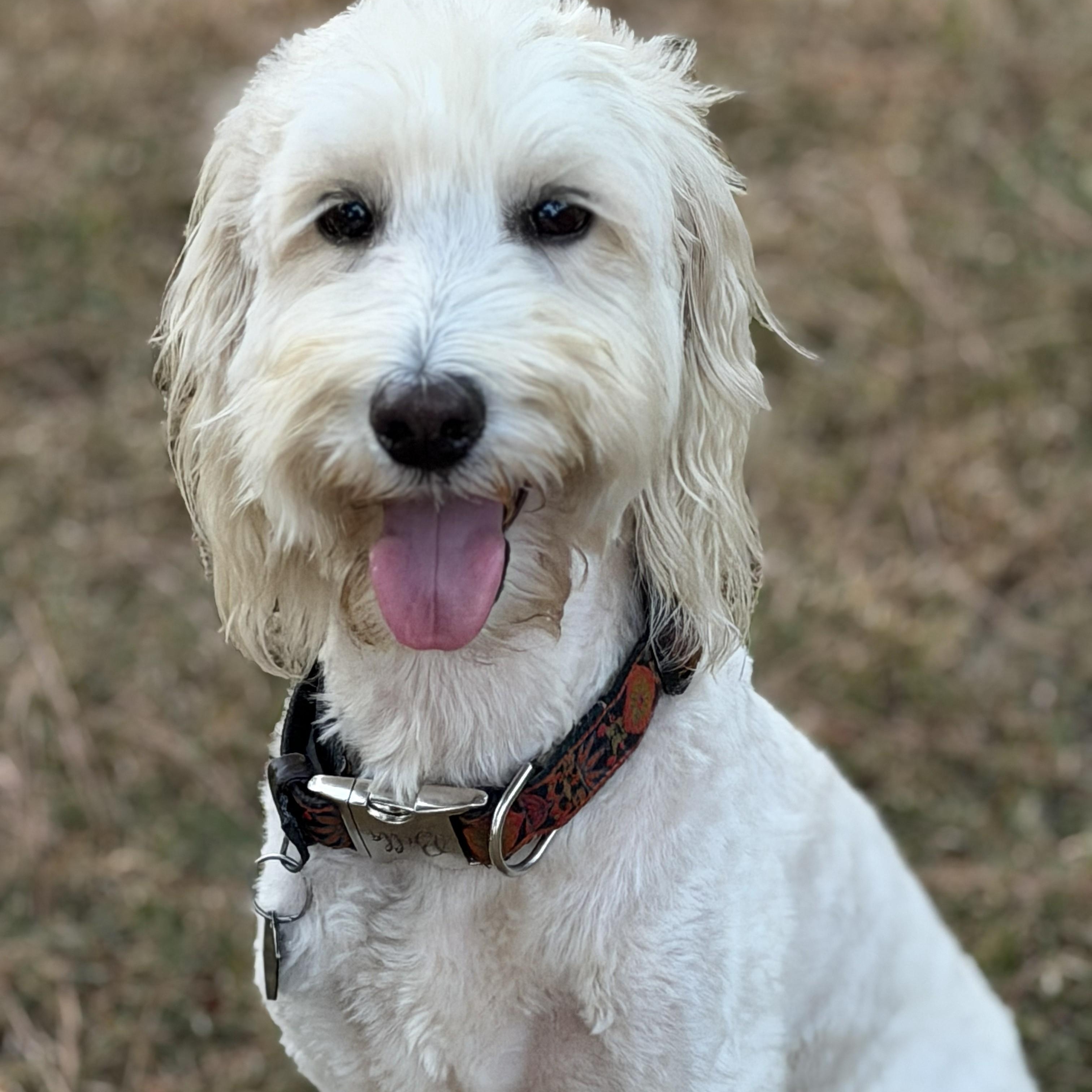 Enlarge POPPY-ARKANSAS, a Adoptable Goldendoodle in Magnolia, AR image 1/6