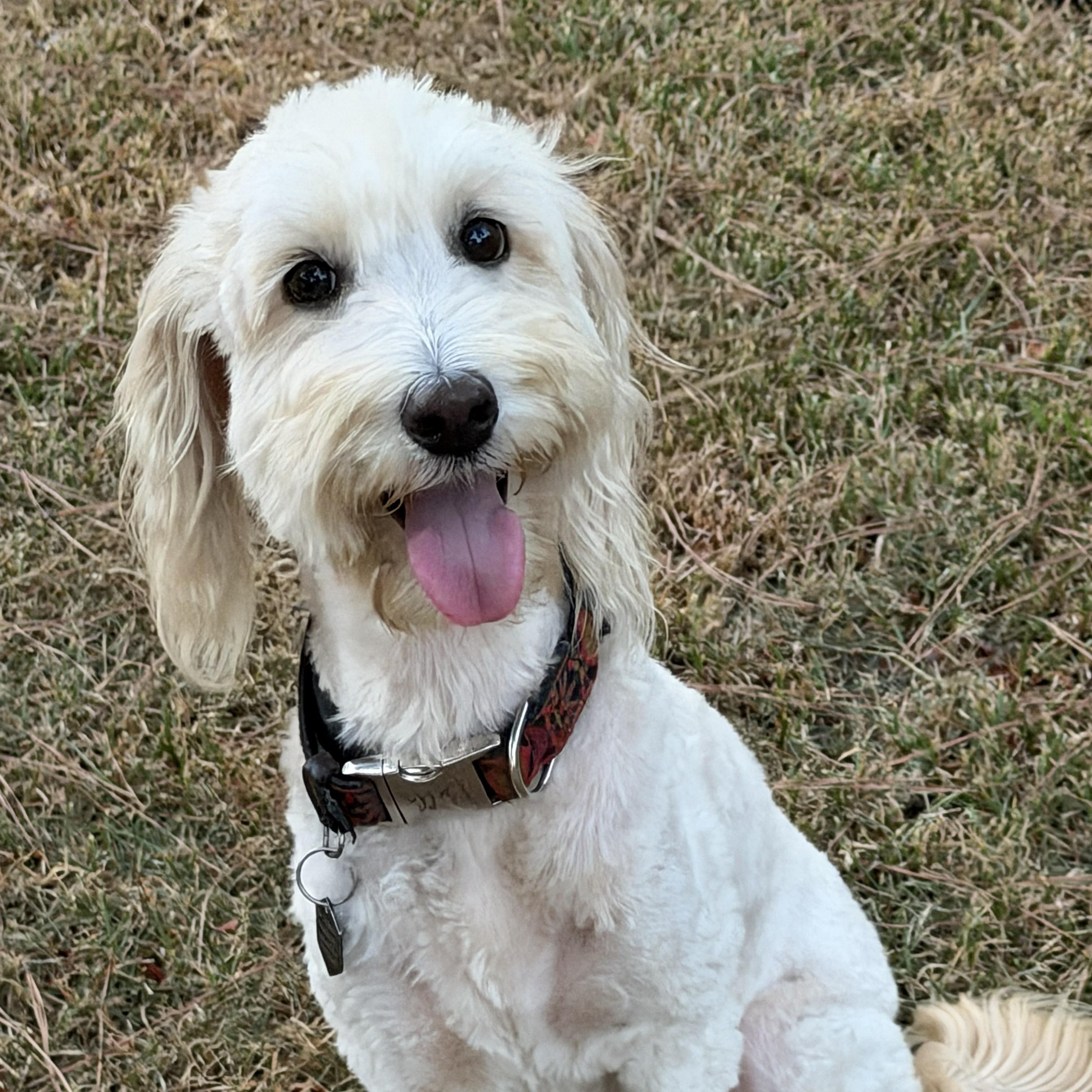 Enlarge POPPY-ARKANSAS, a Adoptable Goldendoodle in Magnolia, AR image 2/6