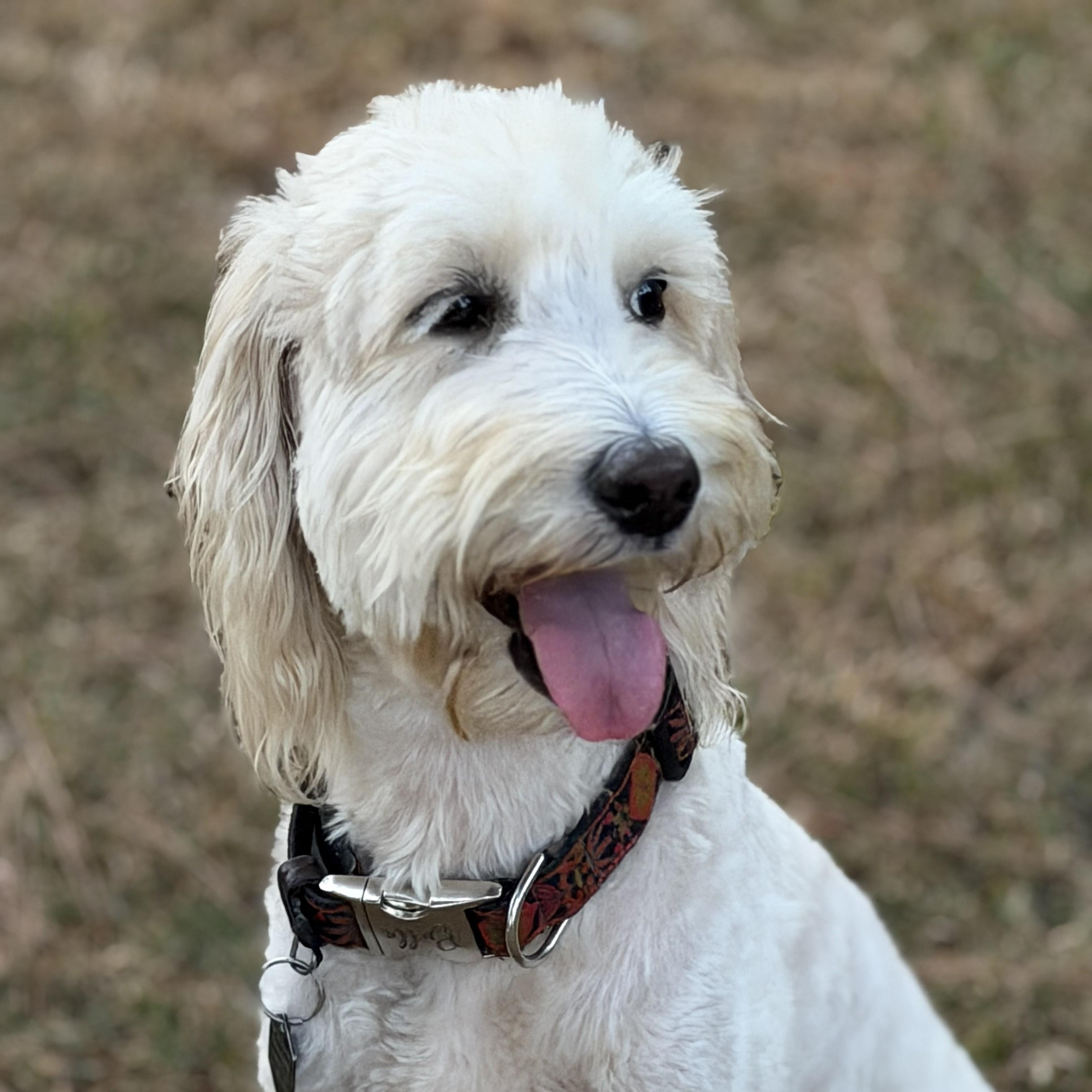 Enlarge POPPY-ARKANSAS, a Adoptable Goldendoodle in Magnolia, AR image 3/6