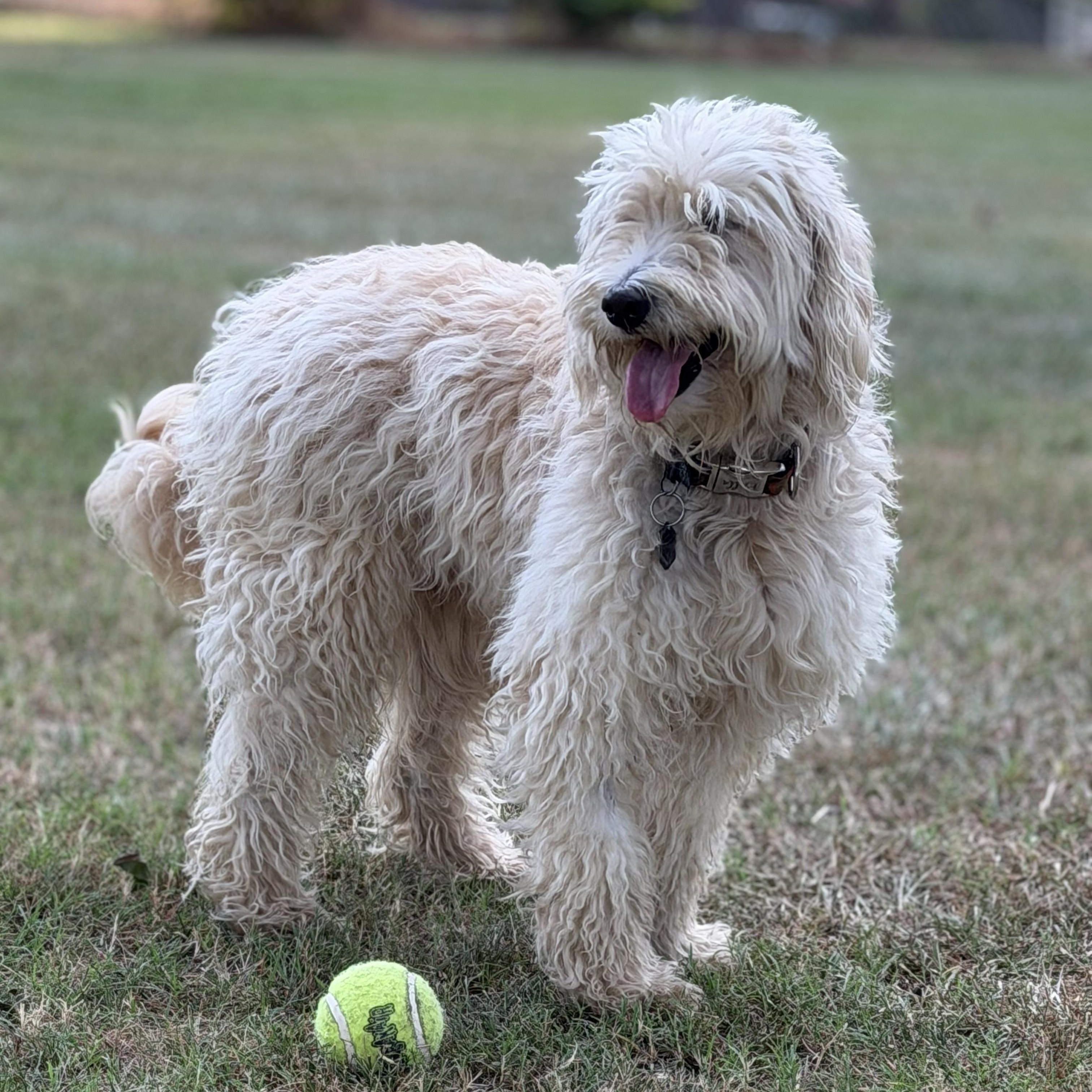 Enlarge POPPY-ARKANSAS, a Adoptable Goldendoodle in Magnolia, AR image 4/6