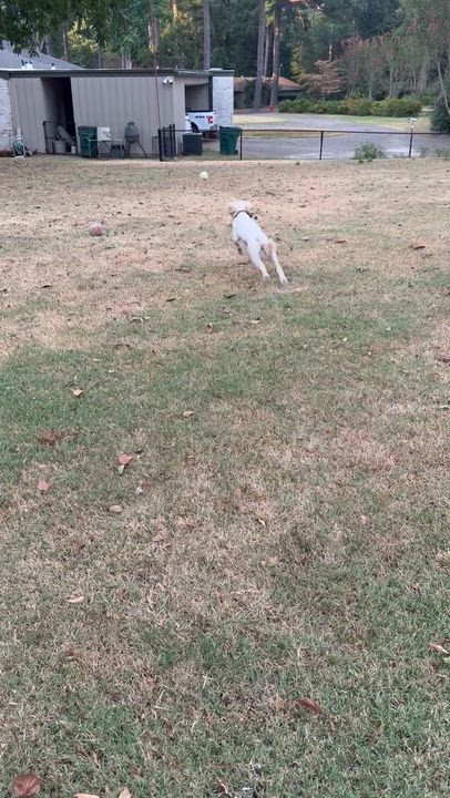 Enlarge POPPY-ARKANSAS, a Adoptable Goldendoodle in Magnolia, AR video 6/6