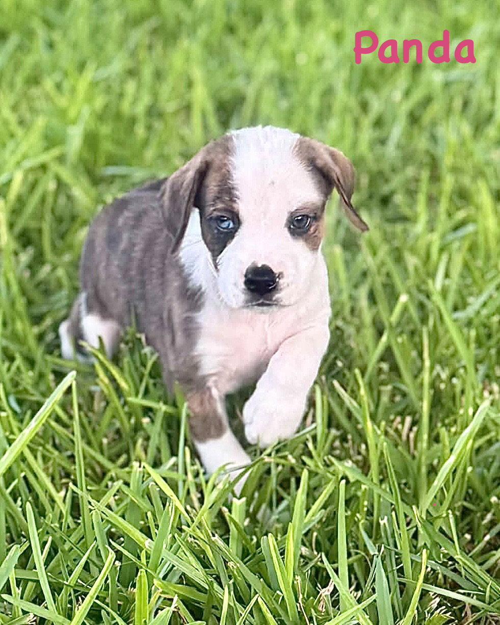 Bear Litter - Panda, Adoptable, Puppy Female Boxer.