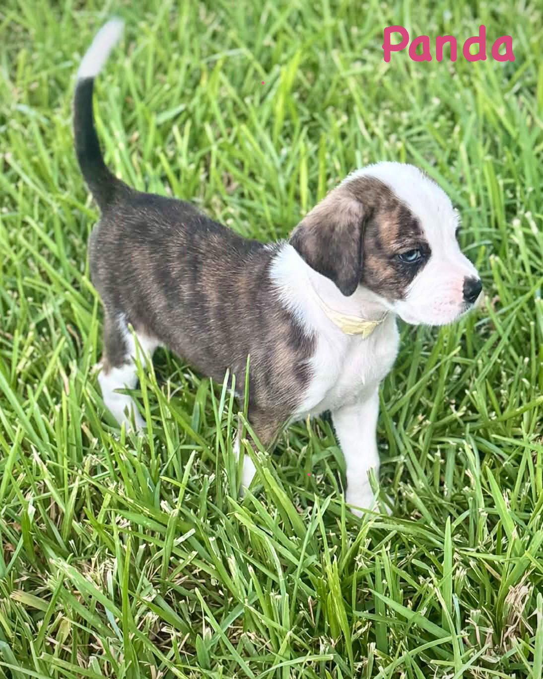Enlarge Bear Litter - Panda, a Adoptable Boxer in Monticello, NY image 2/2