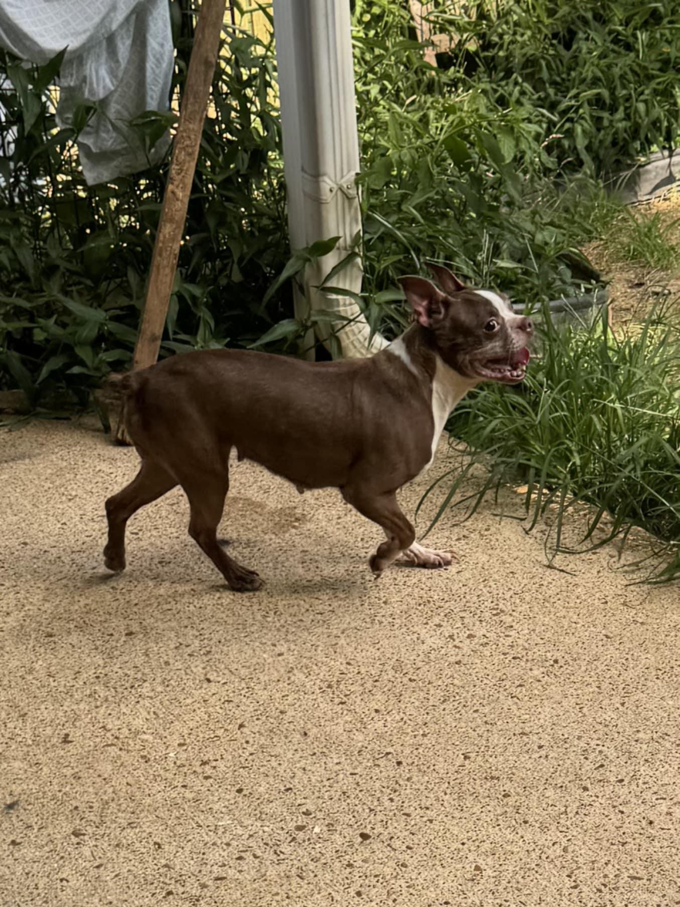 China (Scott-Fostered in TN), Adult Female unknown