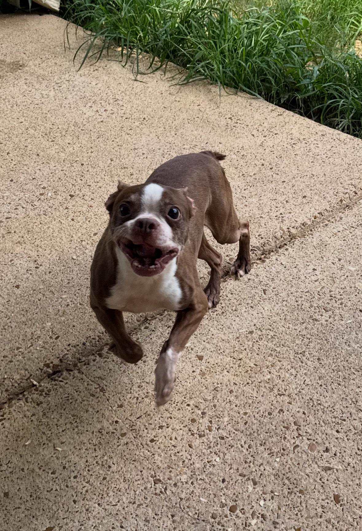 China (Scott-Fostered in TN), Adult Female unknown
